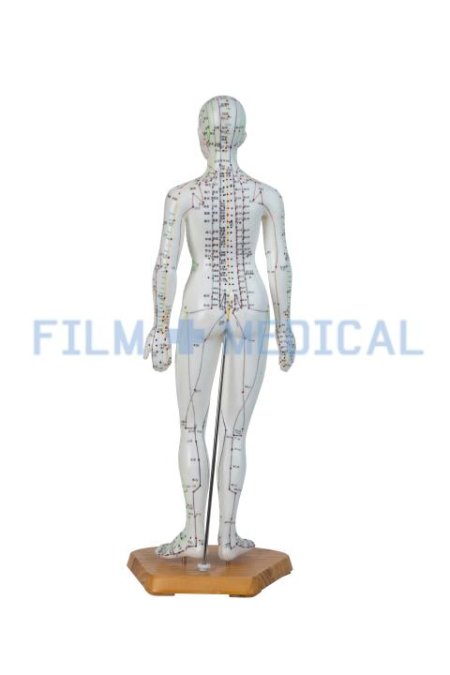 Female Accupuncture Model on Base  